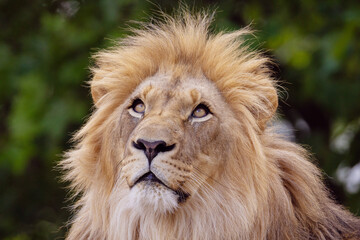 close-up image of a lion's head. expression is calm and majestic, showing off the fine details of...