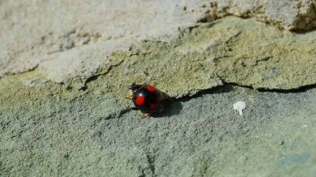 Chilocorus stigma bugs crawled on a white background.