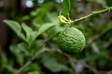 Kaffir lime - utilized as an accompaniment to dishes.