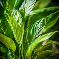 Obraz premium Closeup of Lush Green Leaves