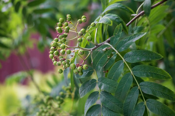 
close up of a plant bush with small green plants on it