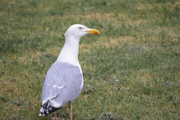 
close-up of a seagull walking on the grass