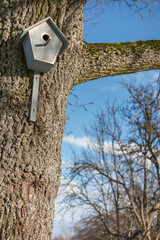 A birdcage hung in an oak tree, made by myself in early spring