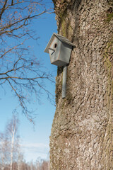 A birdcage hung in an oak tree, made by myself in early spring