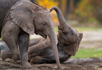 Playful baby elephants in natural habitat.