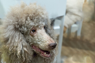 Head shot of adorable adult apricot brown poodle. Recently groomed. with mouth open