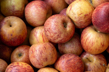 Red apples in the market. Edible natural fruit.