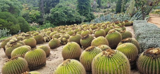 Autumn in the Pinya de Rosa Tropical Botanical Garden, October 3, 2024. Cacti like a watermelons field.