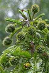 Female cones of Australian native Wollemi Pine, family Araucariaceae. Wollemia nobilis is an ancient conifer endemic to Australia. Conservation status is critically endangered. 
