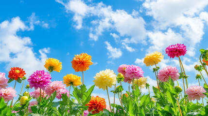 Fototapeta premium 青空の下で咲き誇るダリアの花々