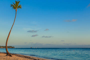 A palm tree stands on a beach with a clear blue sky above