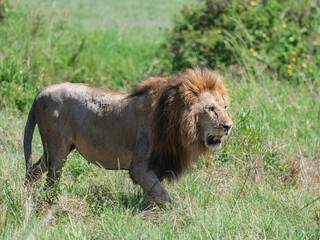 Lion