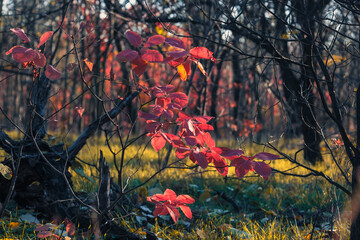A vibrant and stunning display of colorful autumn leaves scattered beautifully across a serene forest, showcasing the exquisite beauty of nature and the remarkable change of seasons over time