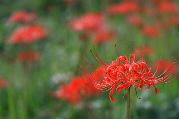 情熱の花