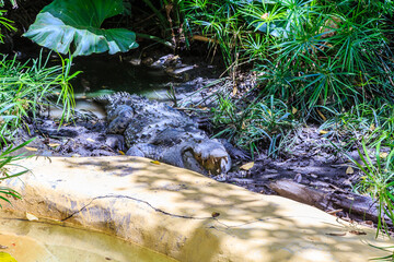 A crocodile is laying in the mud near a pond