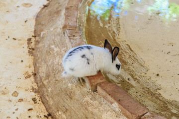 A white and black rabbit is drinking water from a small pool