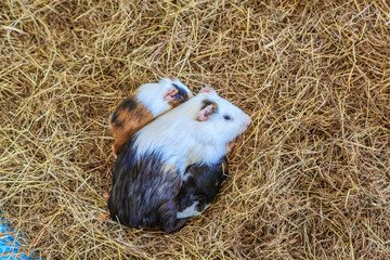 A white and black colored guinea pig is laying on a pile of hay © Scott Prokop