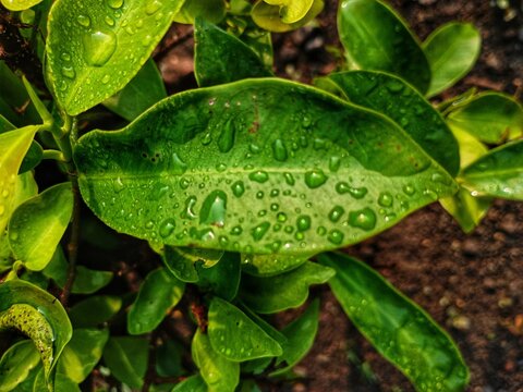 green leaf with water drops