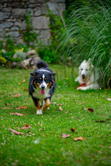 two dogs playing in the grass