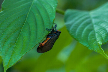 Cicada