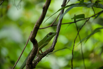 Green Lizard Amidst Tropical Forest Foliage.