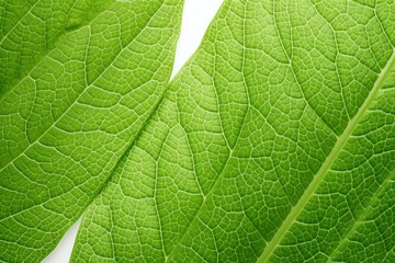 Fototapeta premium Close-up view of vibrant green apple tree leaves showcasing their glossy texture and intricate vein patterns. The leaves vary in size and shape, creating a natural and organic look.
