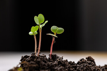 Couple of just emerged plant sprouts from pile of fertile dirt