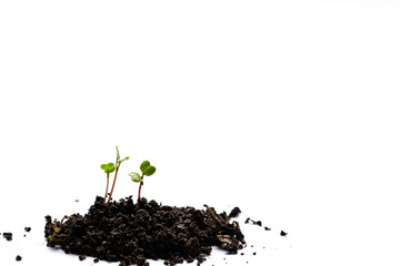 A small pile of fertile soil on a white background, with three vegetable sprouts growing from it.