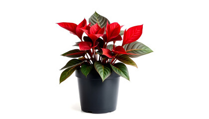 Begonia boliviensis or Dragon Wing Red growing in black plastic pot highlighted by white included clipping path isolated highlighted by white, png