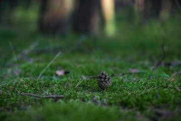 Cone on the Pine Forest Moss. Blurry Background.