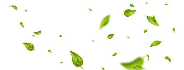 Green falling wave leaves border. Flying foliage ornament. Organic, vegan design element. Leaf eco banner. Cosmetic pattern. Fresh tea background. Beauty product frame. Vector illustration