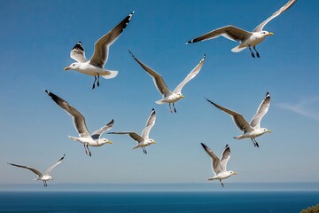 Obraz premium Flock of Gulls Flying Over Blue Sky and Ocean in Natural Landscape
