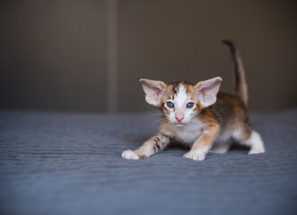 Dark Color Young Oriental Cat is on the Bed