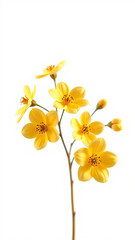 Minimalist image of yellow apricot flowers on a clean white background, simple, fresh, serene, soft