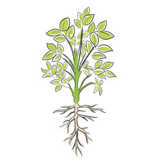 hand drawn line art vector of a peanut plant growth phases.