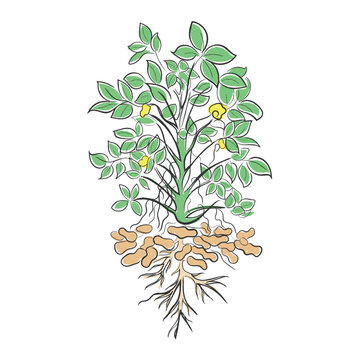 recommend clip art: hand drawn line art vector of a peanut plant growth phases.