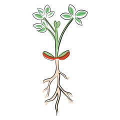 hand drawn line art vector of a peanut plant growth phases.
