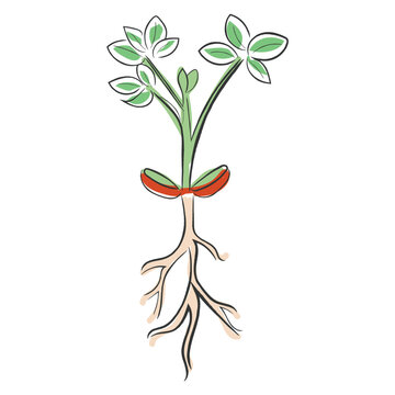 sprout plant with roots, green leaves clip art preview