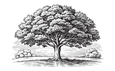 Vintage Oak tree sketch hand drawn drawing vector illustration
