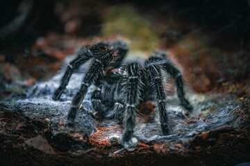 Closeup of a tarantula in a cave