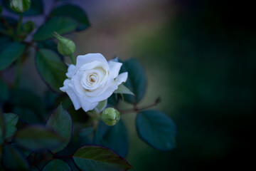 white natural rose macro detail shot (focus special)