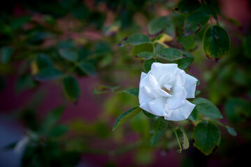 white natural rose macro detail shot (focus special)
