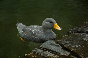 The Fuegian steamer duck,   Magellanic flightless steamer duck (Tachyeres pteneres).
