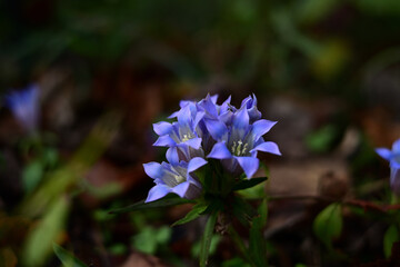 秋の花　リンドウの紫色の花
