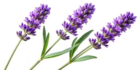 Naklejka premium Exquisite Arrangement of Three Lavender Flowers with Green Stems on a Transparent Background, Perfect for Illustrations and Floral Designs