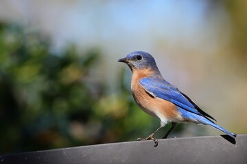 Vibrant Eastern Bluebird on railing