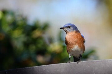 Eastern Bluebird Perched on Metal