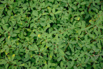 The close-up photo shows the green grass which is a refreshing and relaxing, natural therapy.