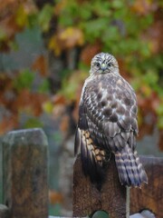 Hawk perched with autumn backdrop.