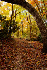 A woodland path is blanketed with vibrant autumn leaves, winding through tall trees adorned with shades of yellow, orange, and green. Sunlight filters through the canopy